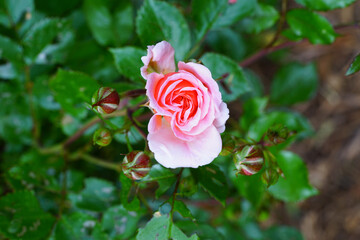 Apricot orange rose flower growing in the garden