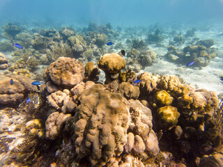 Close Shot Of Beautiful Tropical Blue Small Fishes Swimming On Fringing Coral Reef At Summer..
