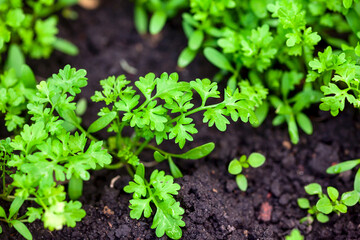 Green organic garden cress grows on soil.