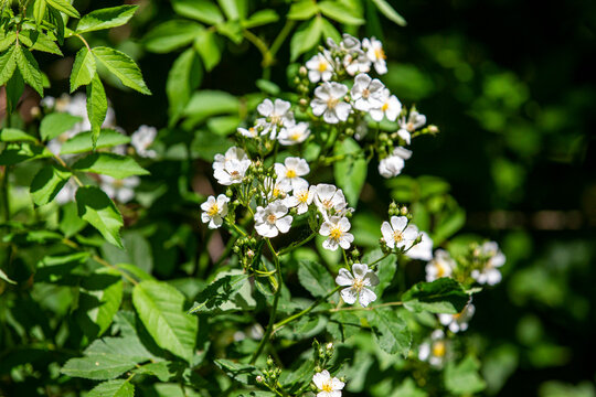 Multiflora Rose ALA_6198