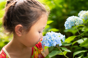 紫陽花の花の香りを嗅ぐ少女