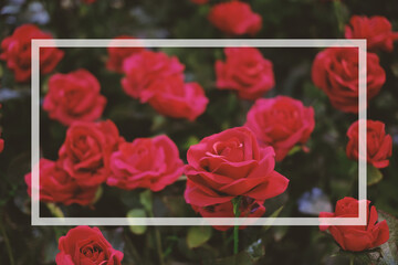 Red roses blooming in the garden and white text box for presentation background or texture - Valentine's Day concept.