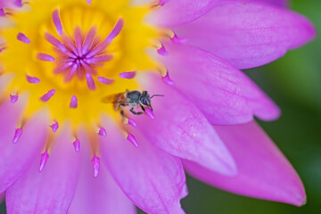 Bees perched on a pink lotus flower