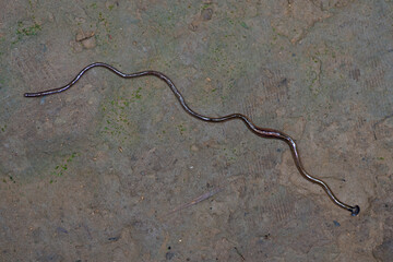 Land Planaria  Bipalium Kewense