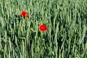 Green wheat field with poppies in the sunlight