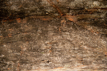 Timbaúva tree (Enterolobium contortisiliquum) wooden board texture