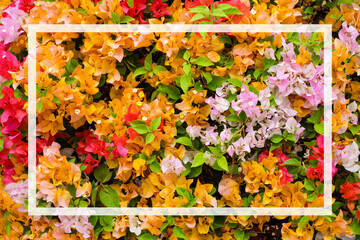 The beautiful Bougainvillea Flowers blooming in the garden and white text box for presentation background or texture - nature concept.
