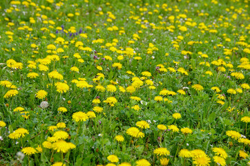 Fototapeta premium field full with dandelion flowers