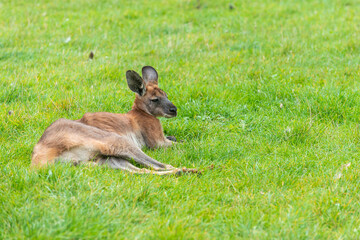 Red Kangaroo