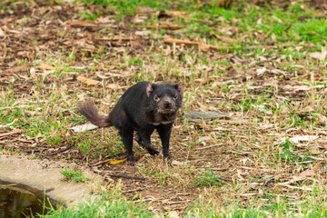Tasmanian Devil