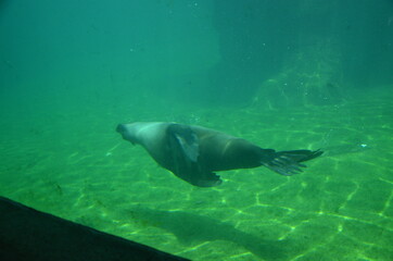 Obraz premium Harbor seal (Phoca vitulina) in Frankfurt zoo
