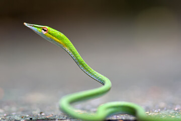 Close up Long-nosed whip snake in nature