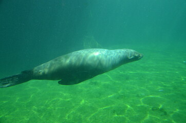 Fototapeta premium Harbor seal (Phoca vitulina) in Frankfurt zoo