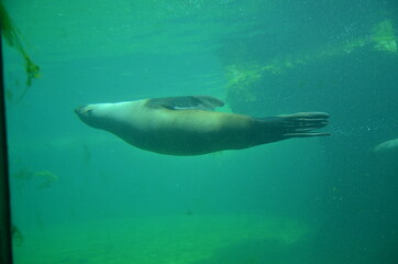 Fototapeta premium Harbor seal (Phoca vitulina) in Frankfurt zoo