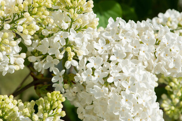 White lilac variety “Condorcet