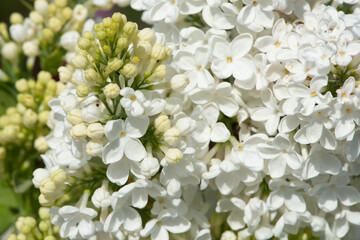 White lilac variety “Condorcet" flowering in a garden. Latin name: Syringa Vulgaris..