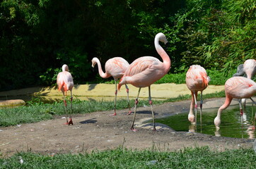 Beautiful group of flamingos with their long necks