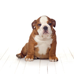 English bulldog puppy