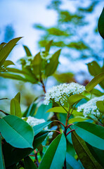 Small white flowers blooming on the branches of trees