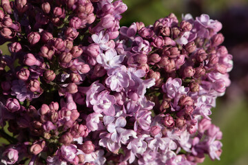 Pink lilac variety “Leon Simon" flowering in a garden. Latin name: Syringa Vulgaris.