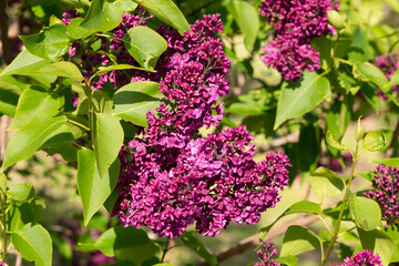 Purple lilac variety "Volcan" flowering in a garden. Latin name: Syringa Vulgaris..