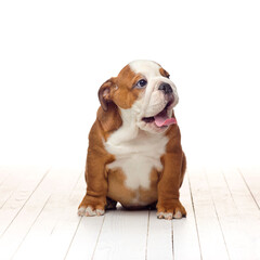 English bulldog puppy