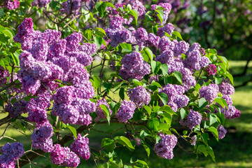 Purple lilac variety “Maurice Barres" flowering in a garden. Latin name: Syringa Vulgaris..