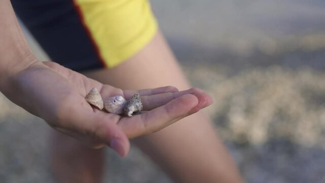 Sea shells in a child's hand.
