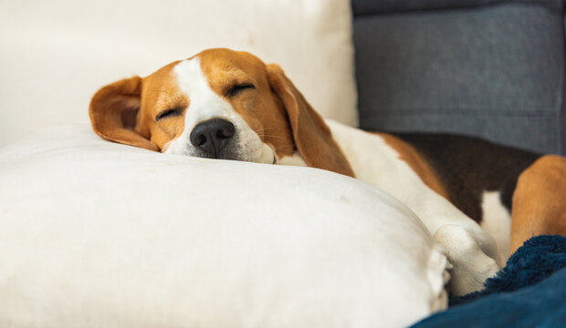 Beagle dog tired sleeps on a cozy sofa in fanny position.