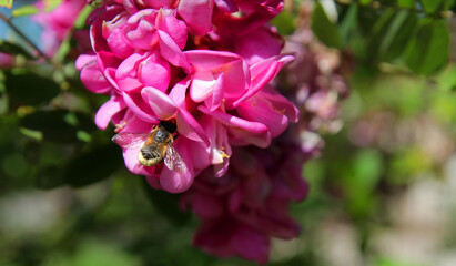 
A workaholic bee collects nectar in spring from acacia and linden flowers in flight.