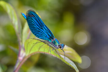 Blauflügel-Prachtlibelle in ihren natürlichen Habitat