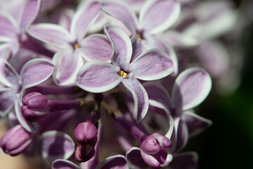 Violet lilac variety “Gaistosais Sapnis" flowering in a garden. Latin name: Syringa Vulgaris..