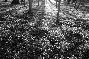 Plenty of snow drops in forest on sunset.