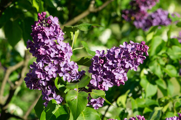 Purple lilac variety “Olivier de Serres" flowering in a garden. Latin name: Syringa Vulgaris..