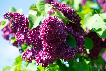 Purple lilac variety “Etna" flowering in a garden. Latin name: Syringa Vulgaris..