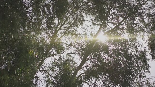 Sun peeking through the big trees in the middle of the day (120fps conformed to 60fps)