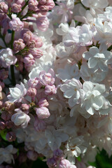 Pink lilac variety “Krasavitsa Moskvy