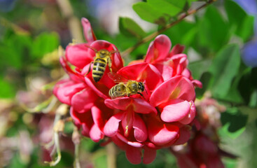 
A workaholic bee collects nectar in spring from acacia and linden flowers in flight.