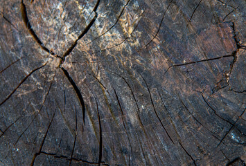 Timbaúva tree (Enterolobium contortisiliquum) wooden board texture