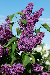 Purple lilac variety “Furst Bulow" flowering in a garden. Latin name: Syringa Vulgaris..
