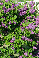 Purple lilac variety “Furst Bulow" flowering in a garden. Latin name: Syringa Vulgaris..