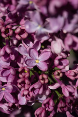 Pink lilac variety “Red Giant" flowering in a garden. Latin name: Syringa Vulgaris..