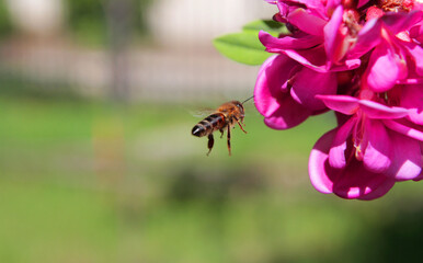 
A workaholic bee collects nectar in spring from acacia and linden flowers in flight.