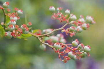 ブルーベリーの実