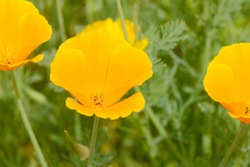 Fototapeta premium Eschscholzia californica poppy in the flower field in the nature