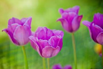 purple tulips in the garden unfocused for background