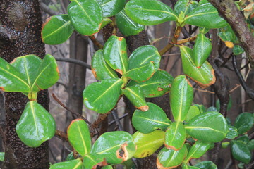 banana tree in thailand