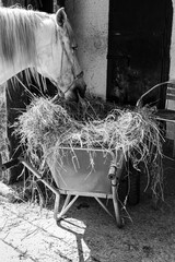 caballo de monta con arneses alimentándose con hierba seca en blanco y negro