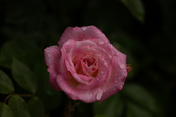 Small Pink Spring Flowering Patio Rose