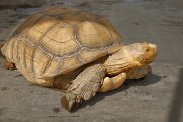 African spurred tortoise / sulcata tortoise (Centrochelys sulcata / Testudo sulcata).